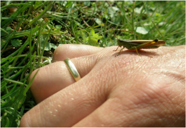 Ein Grashüpfer sitzt auf einer Hand mit einem goldenen Ring.