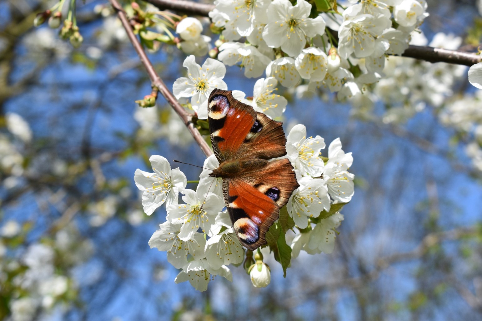 ein Schmetterling auf einem blühenden Baum