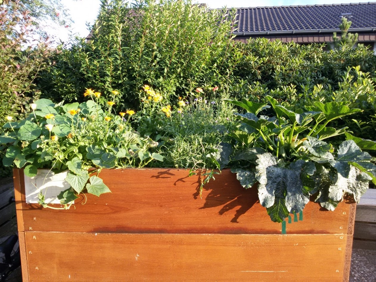 ein Hochbeet mit verschiedenen Pflanzen, Kräutern, Zucchini
